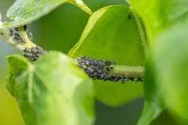 Sansar Green® Termite Instant Hit Spray, Premium Essential Super Powerful Liquid Spray for Removing Termites and Other Insects from Plants (100 ml)